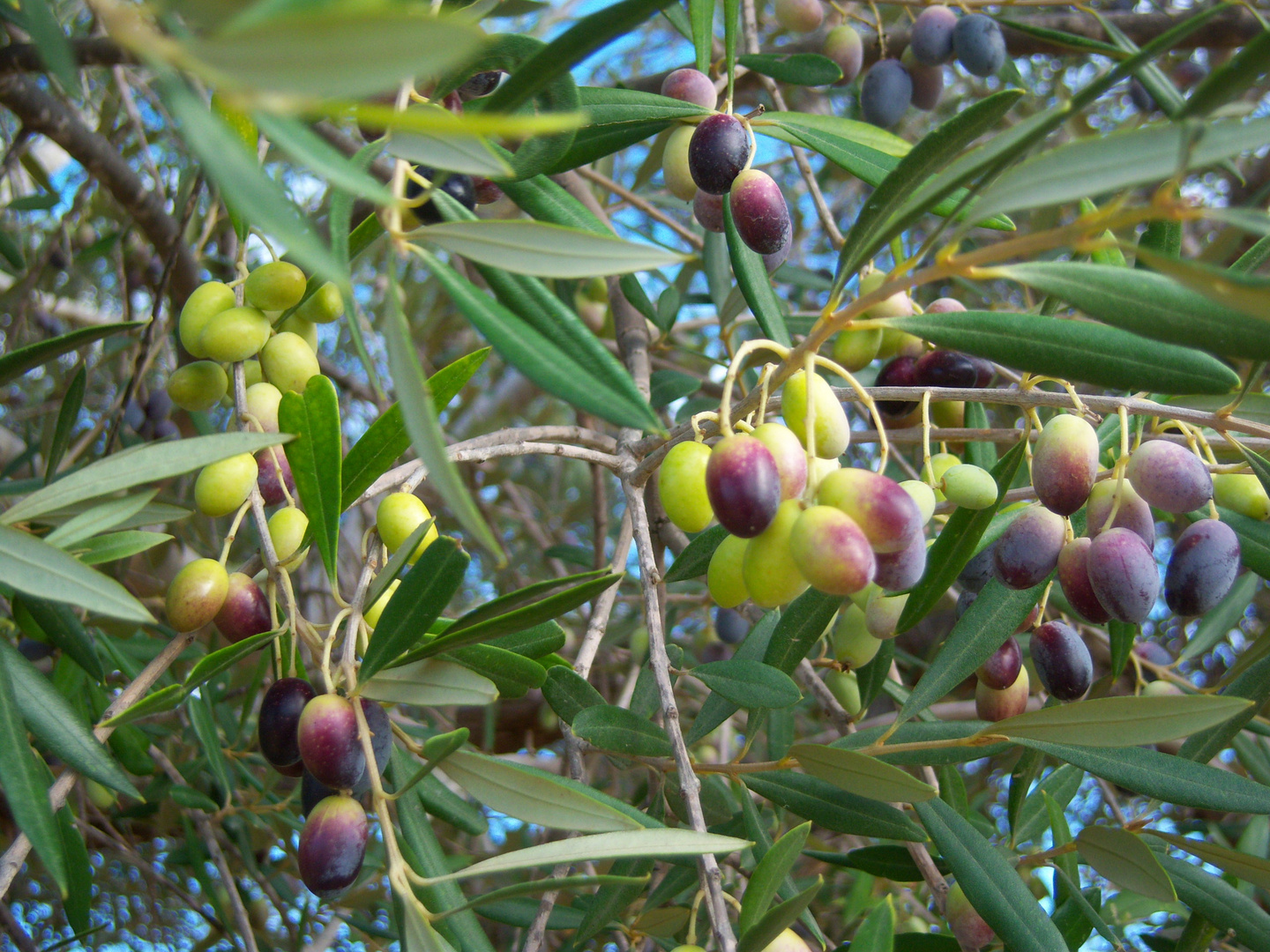 Le temps des olives