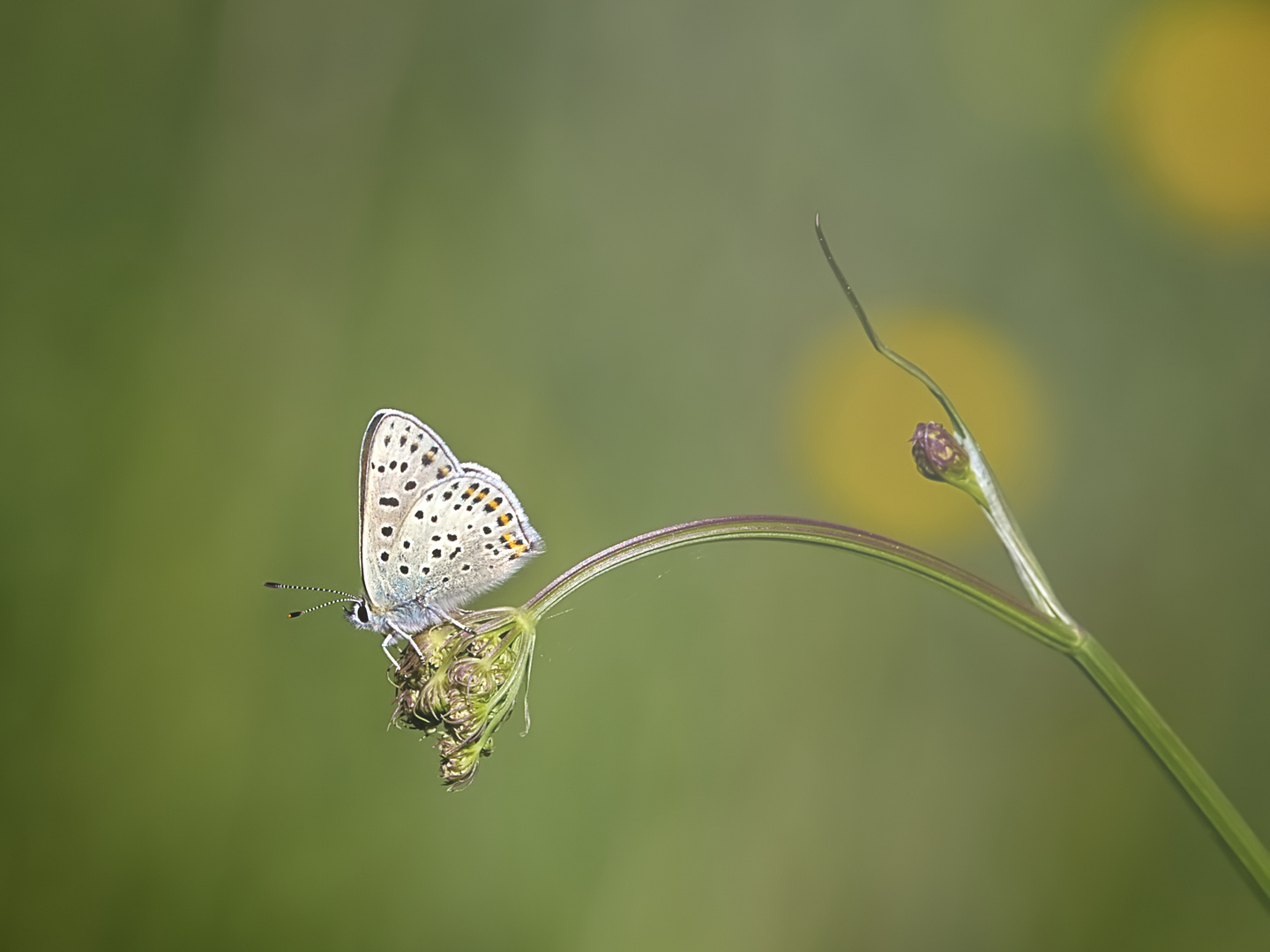 Le temps des papillons