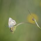 Le temps des papillons