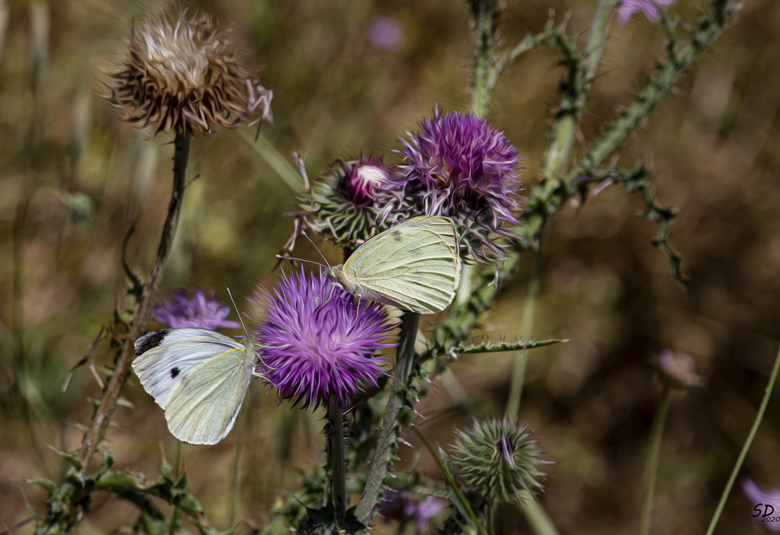 Le temps des papillons 