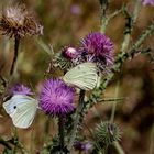 Le temps des papillons 