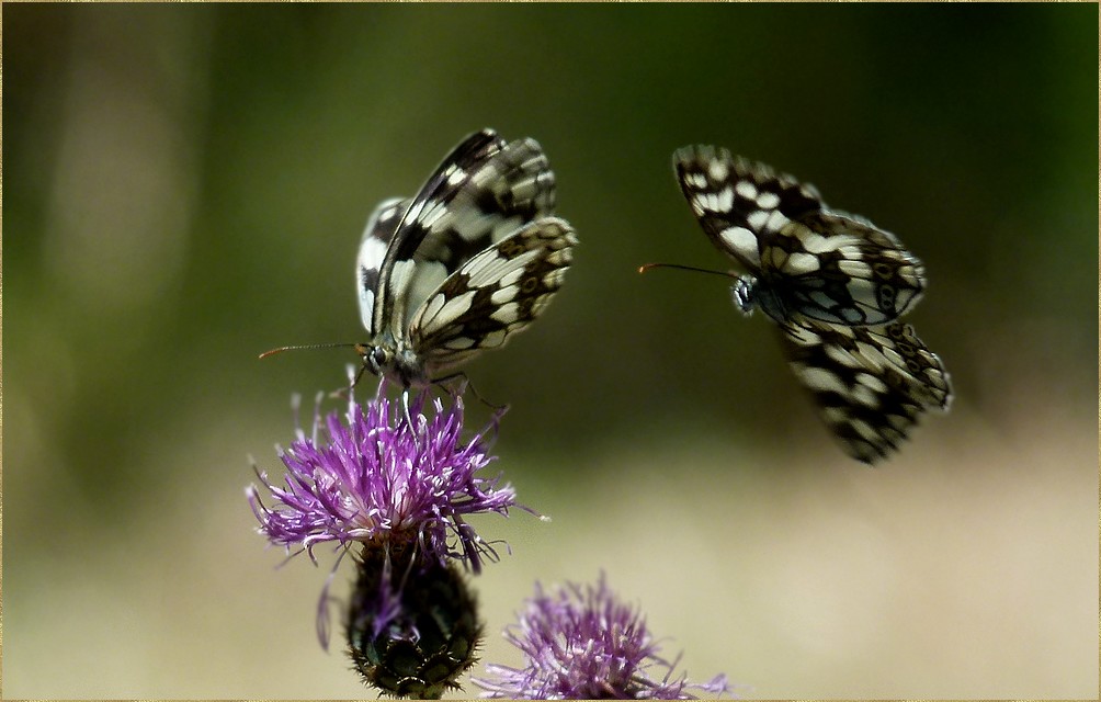 Combien De Temps Vivent Les Papillons *le temps des papillons* photo et image | macro nature, macro insectes
