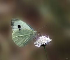 Le temps des papillons 