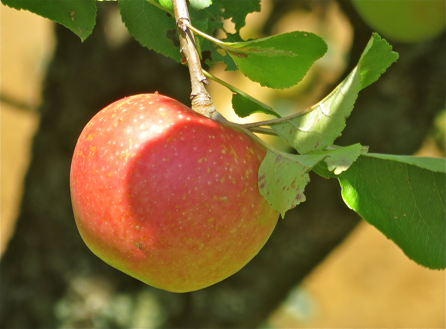 ..le temps des pommes !!!...