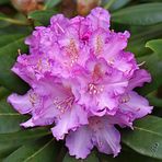 Le temps des rhododendrons....