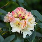 Le temps des rhododendrons.... (2)