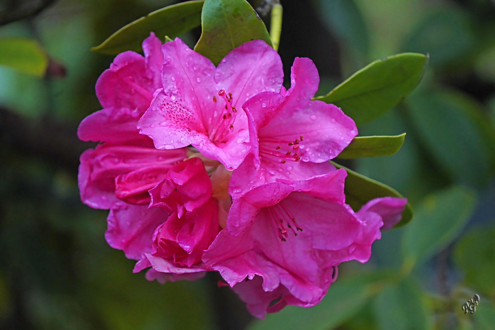 Le temps des rhododendrons.... (3)