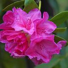 Le temps des rhododendrons.... (3)