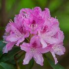 Le temps des rhododendrons...