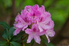 Le temps des rhododendrons...