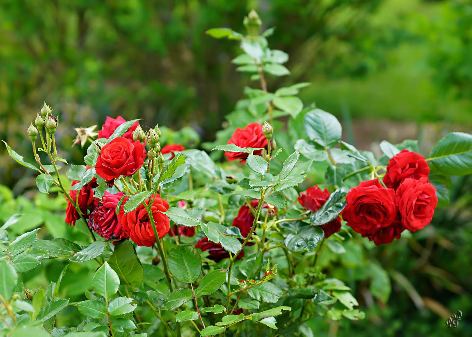 Le temps des roses ....