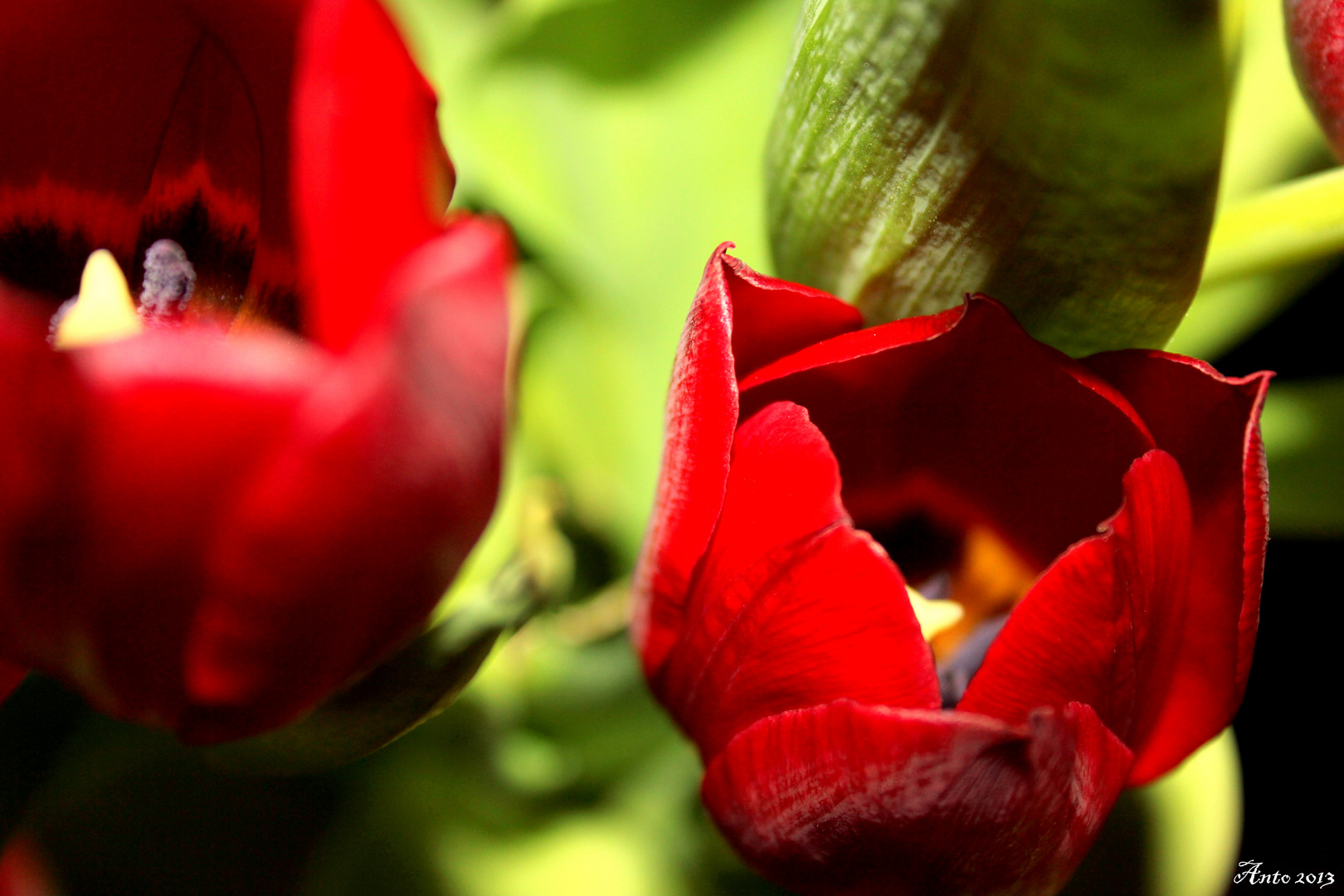 Le temps des Tulipes