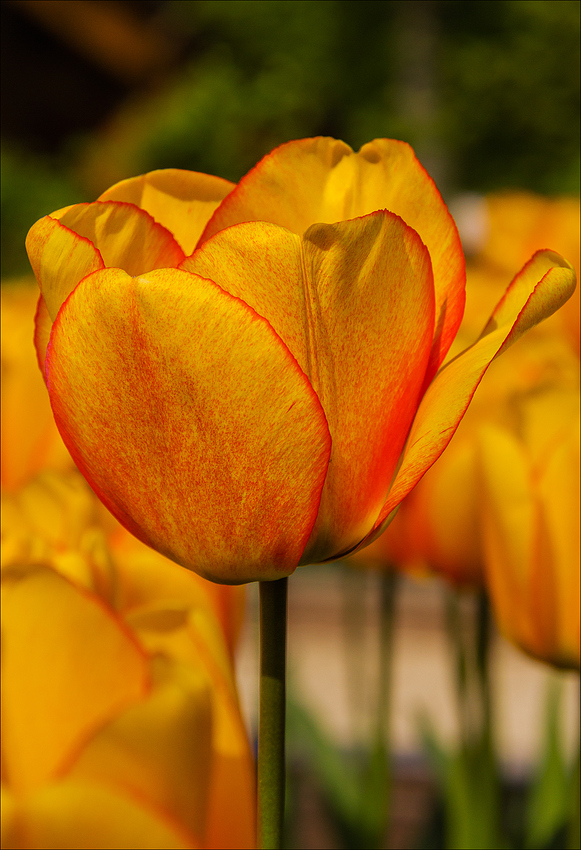 Le temps des tulipes .