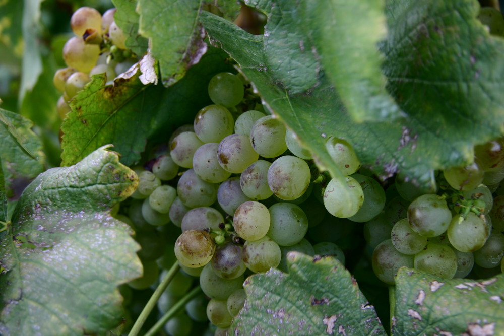 Le temps des vendanges..... *