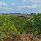 le temps des vendanges .....