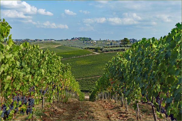le temps des vendanges .....