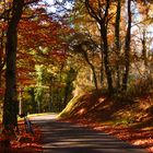 le temps d'une dernière photo automnale