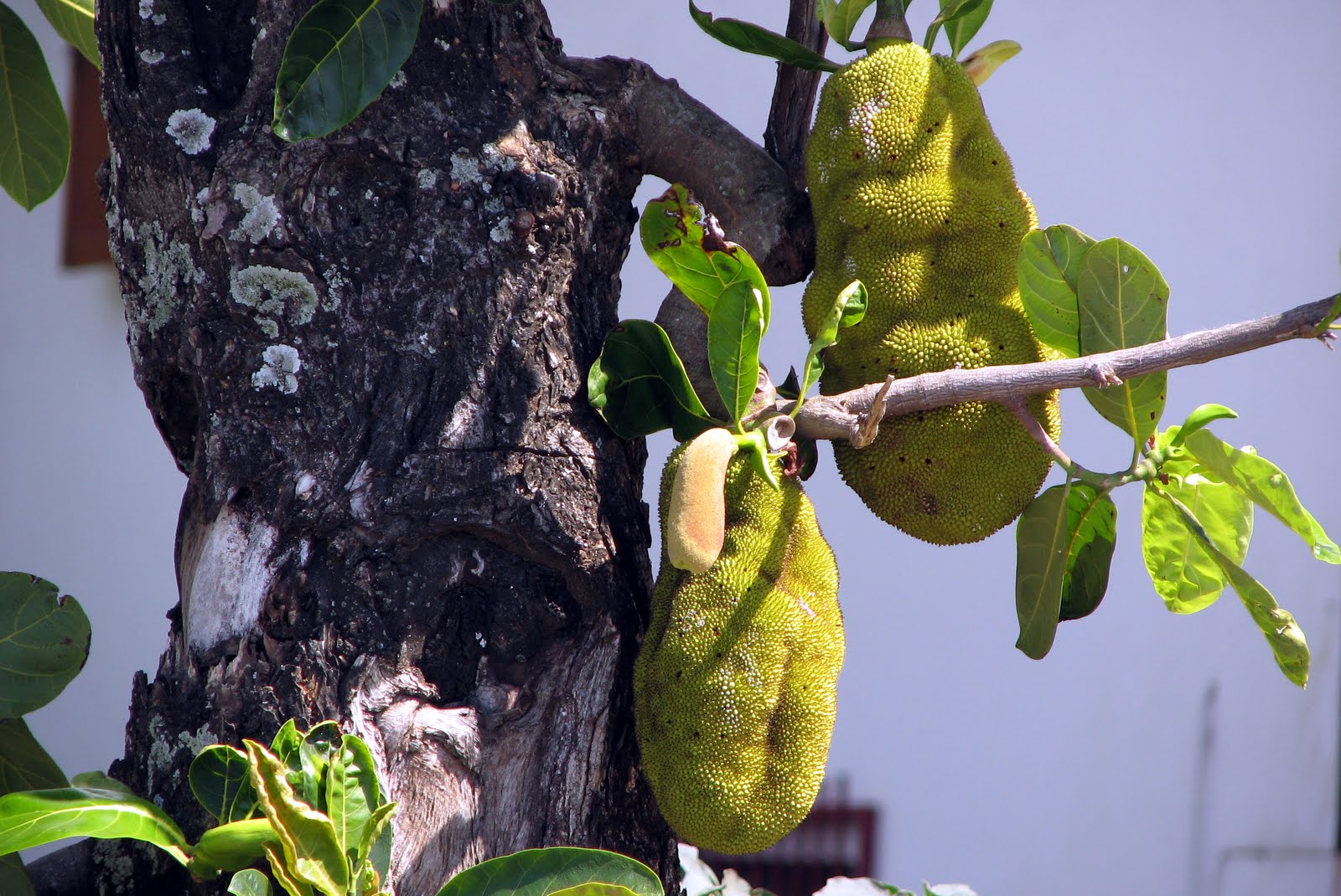 Le Ti Jacques sur son arbre perché