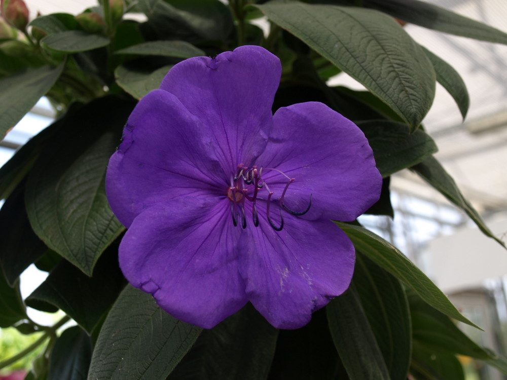 Le Tibouchina