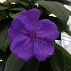 Le Tibouchina