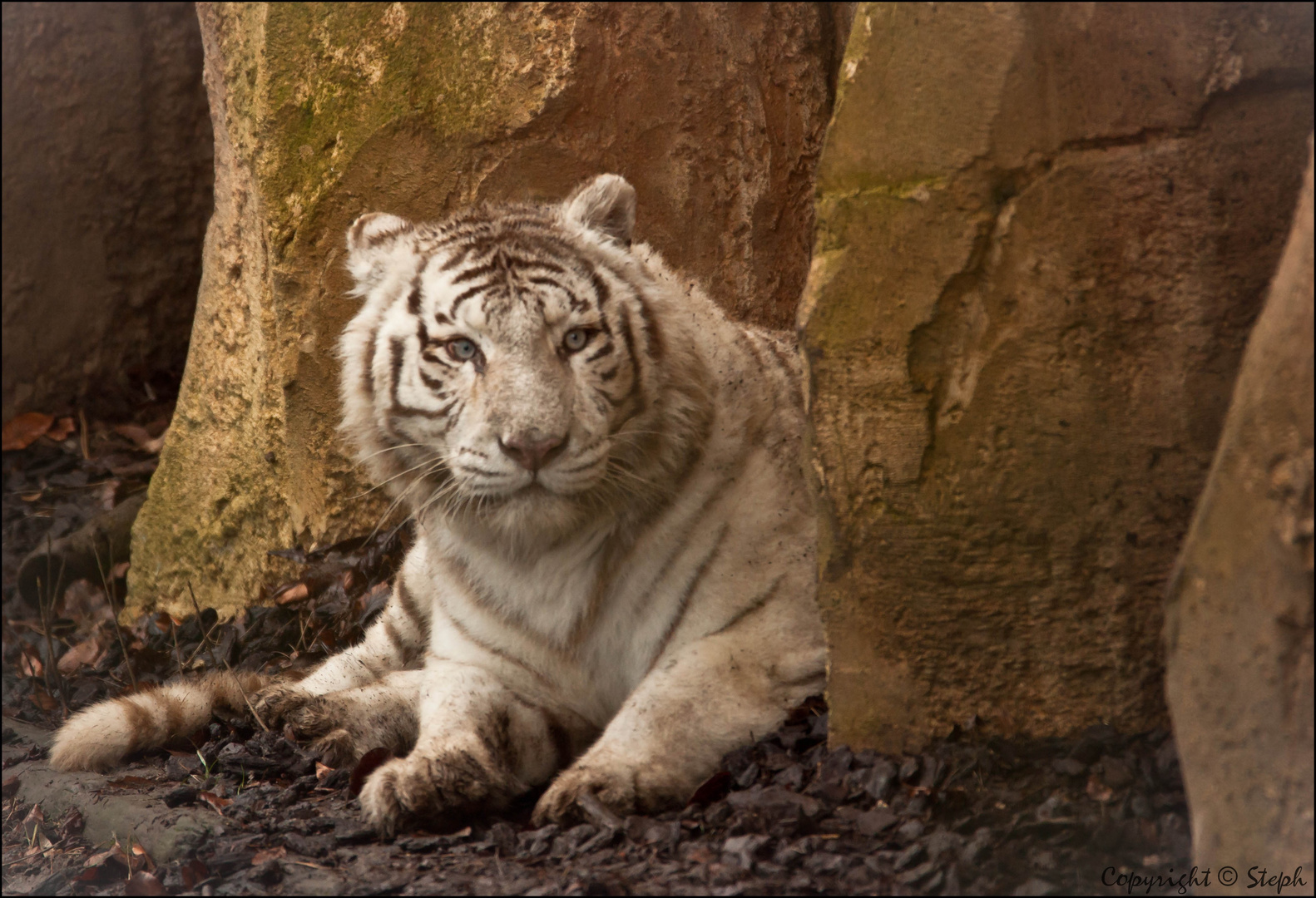 Le tigre blanc