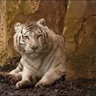 Le tigre blanc