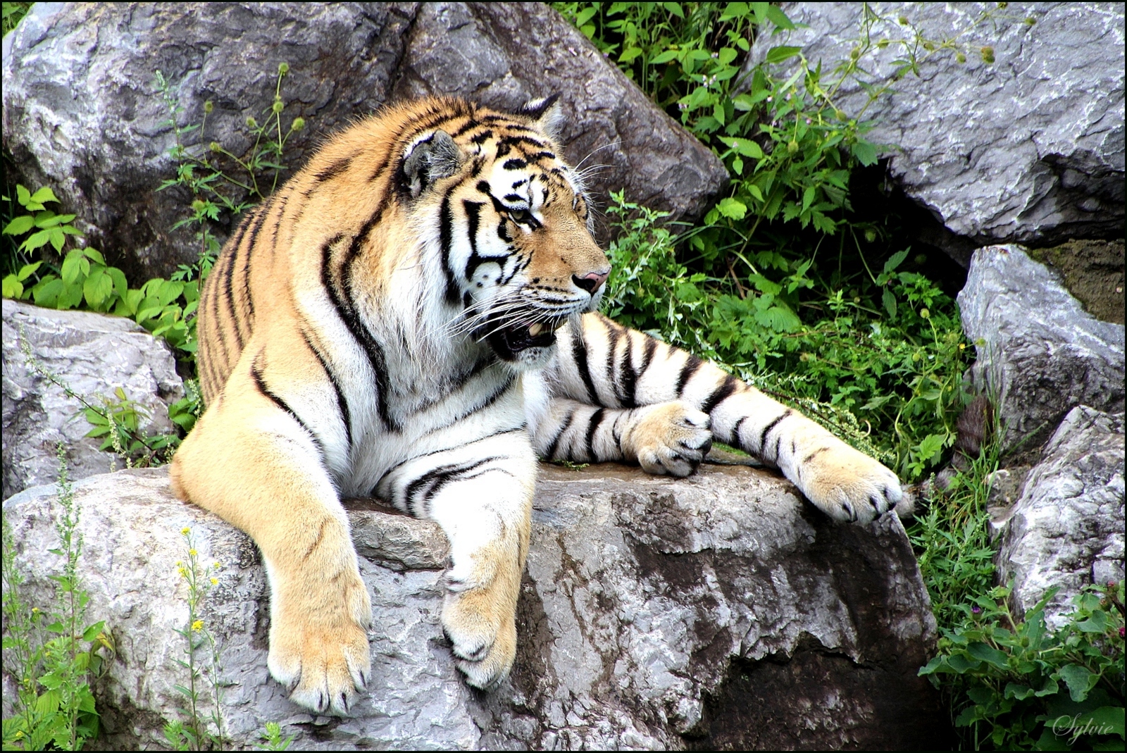 Le tigre de Sibérie ou tigre de l'Amour (Zoo sauvage de St-Félicien) Août 2015