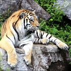 Le tigre de Sibérie ou tigre de l'Amour (Zoo sauvage de St-Félicien) Août 2015