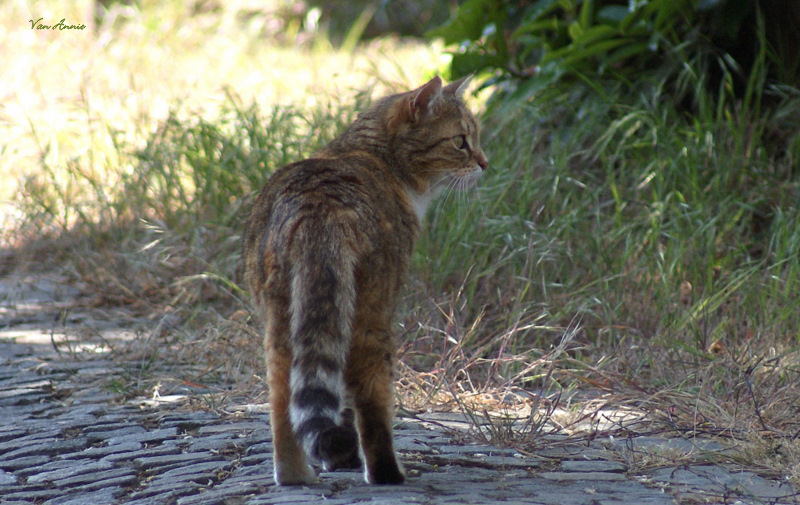 Le tigre ..... du voisin!