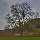 le tilleul au printemps - Die Linde im Frühling