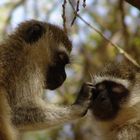 Le toilettage au Kenya