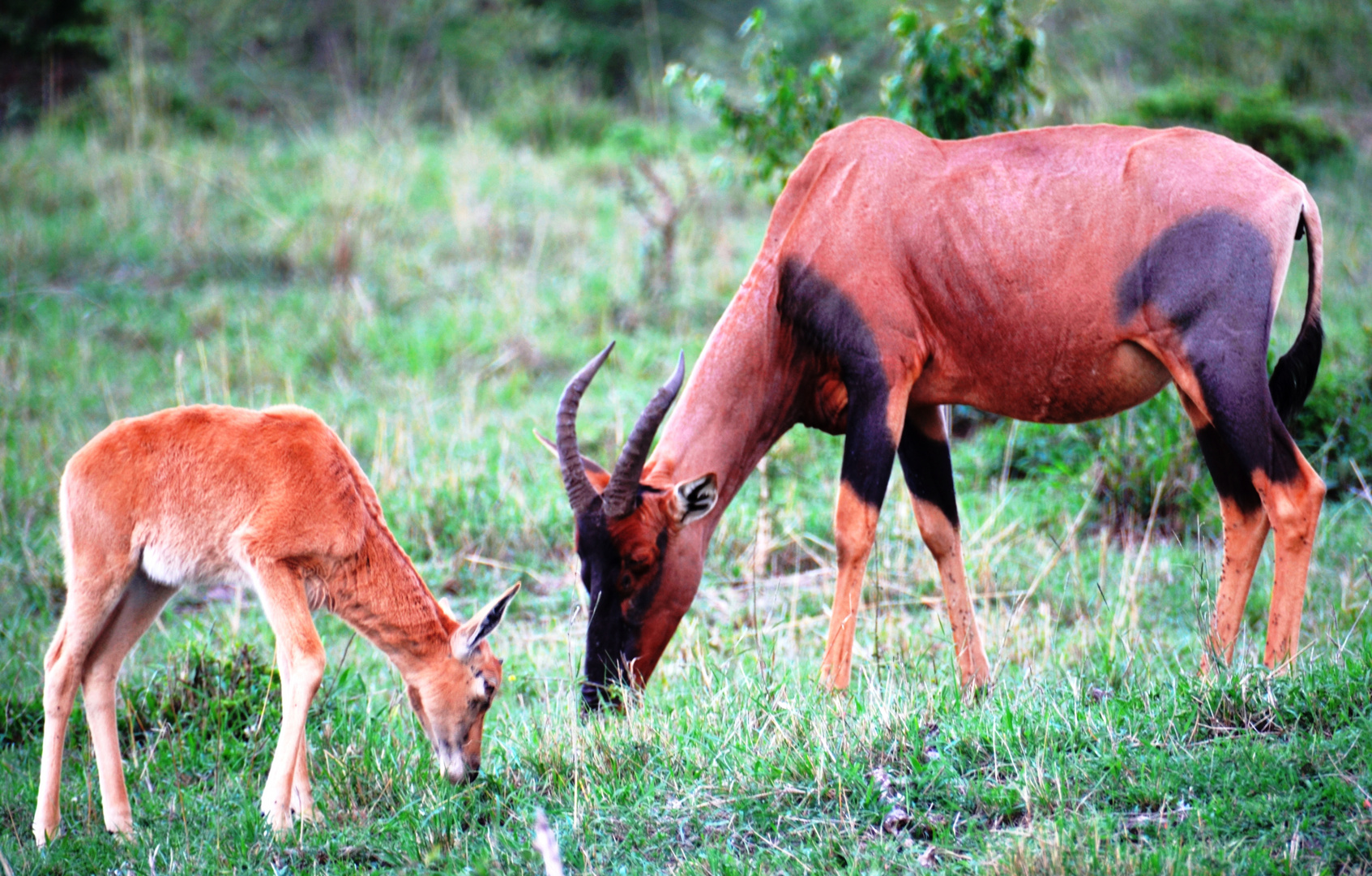 Le TOPI. Antilope en voie de disparition.