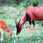 Le TOPI. Antilope en voie de disparition.