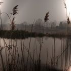 le torbiere Iseo