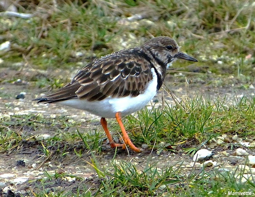 Le Tournepierres à collier