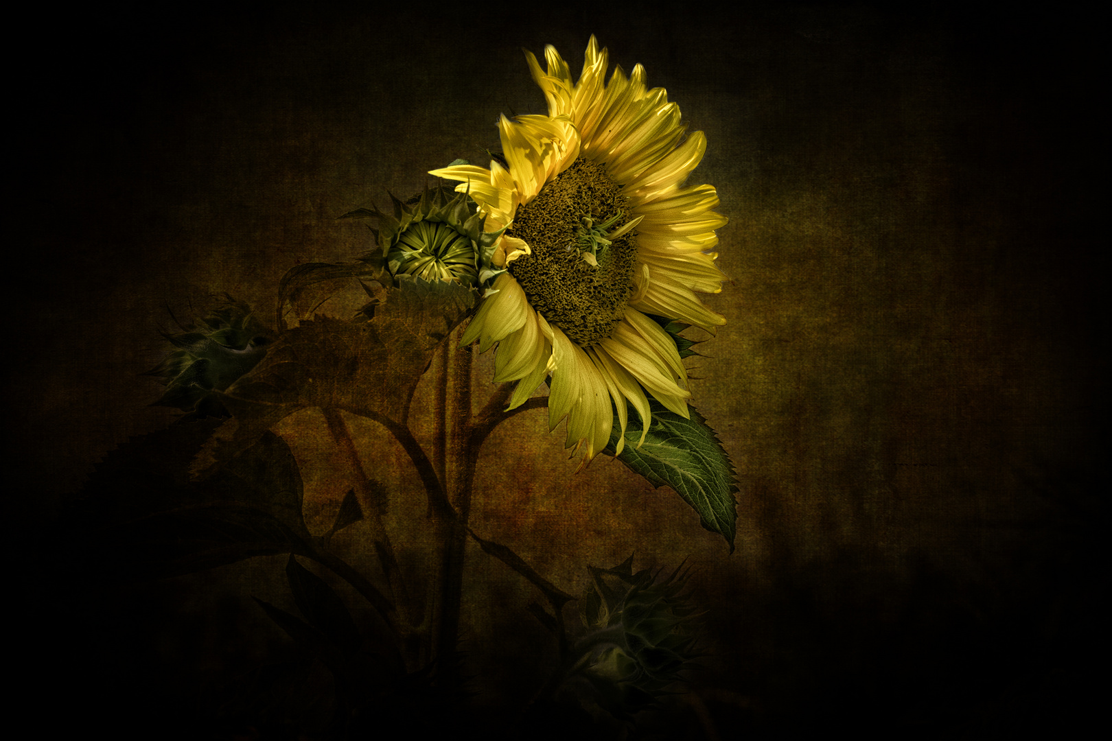 Le tournesol 