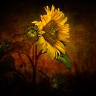 Le tournesol 