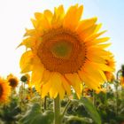 Le tournesol