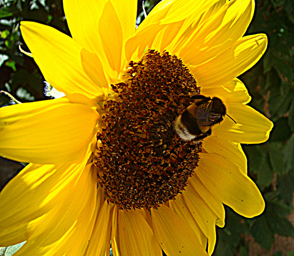 le tournesol