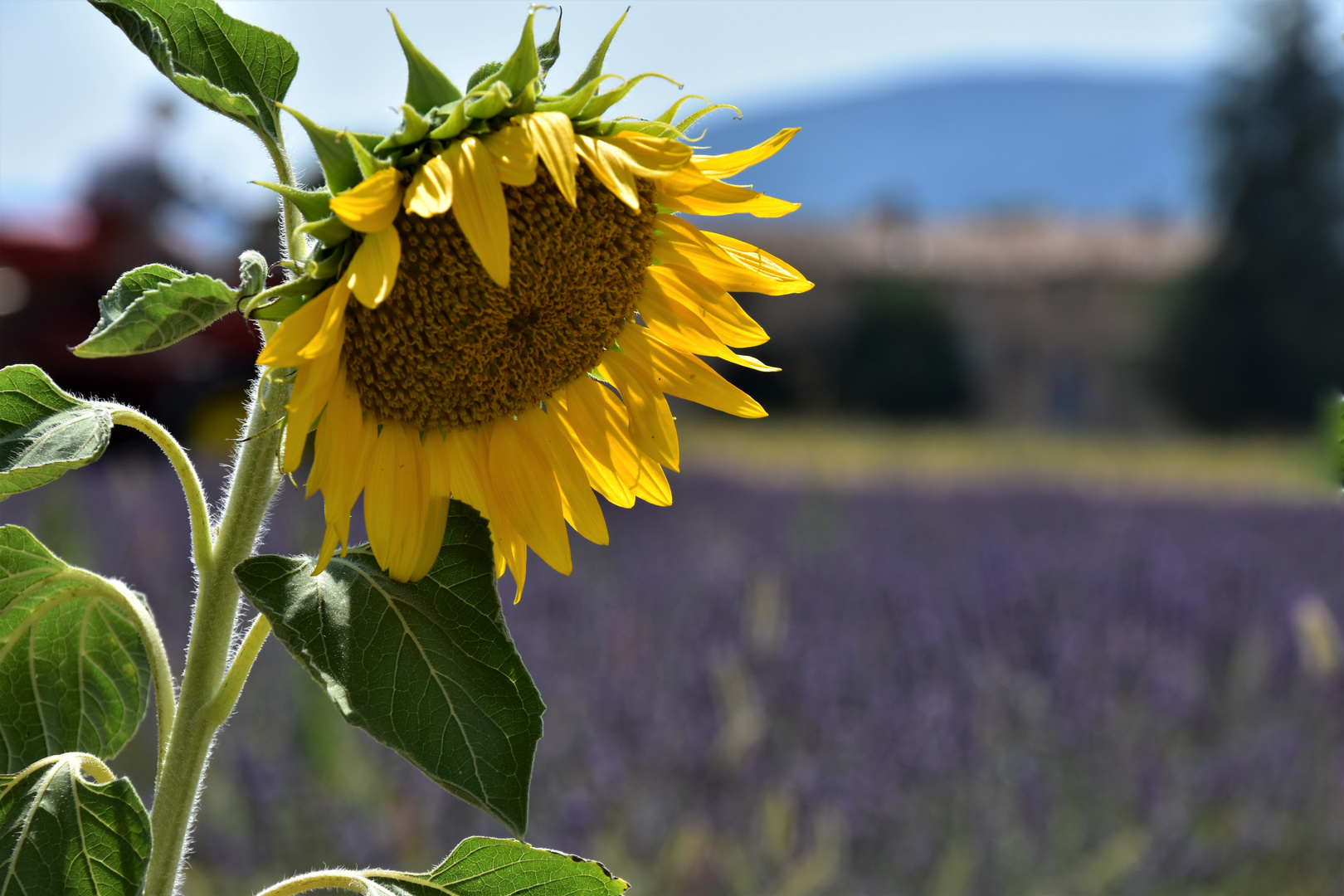 Le tournesol 