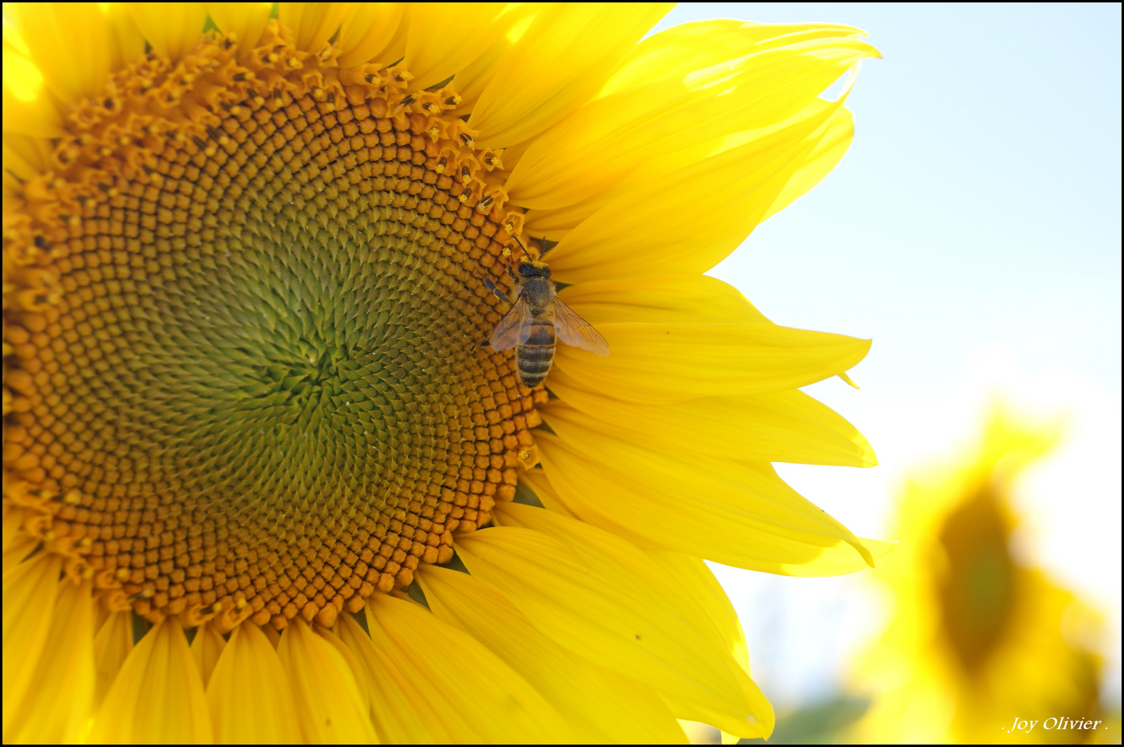 Le tournesol