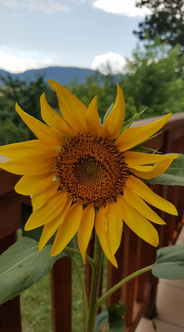 LE TOURNESOL DE MICHELE 