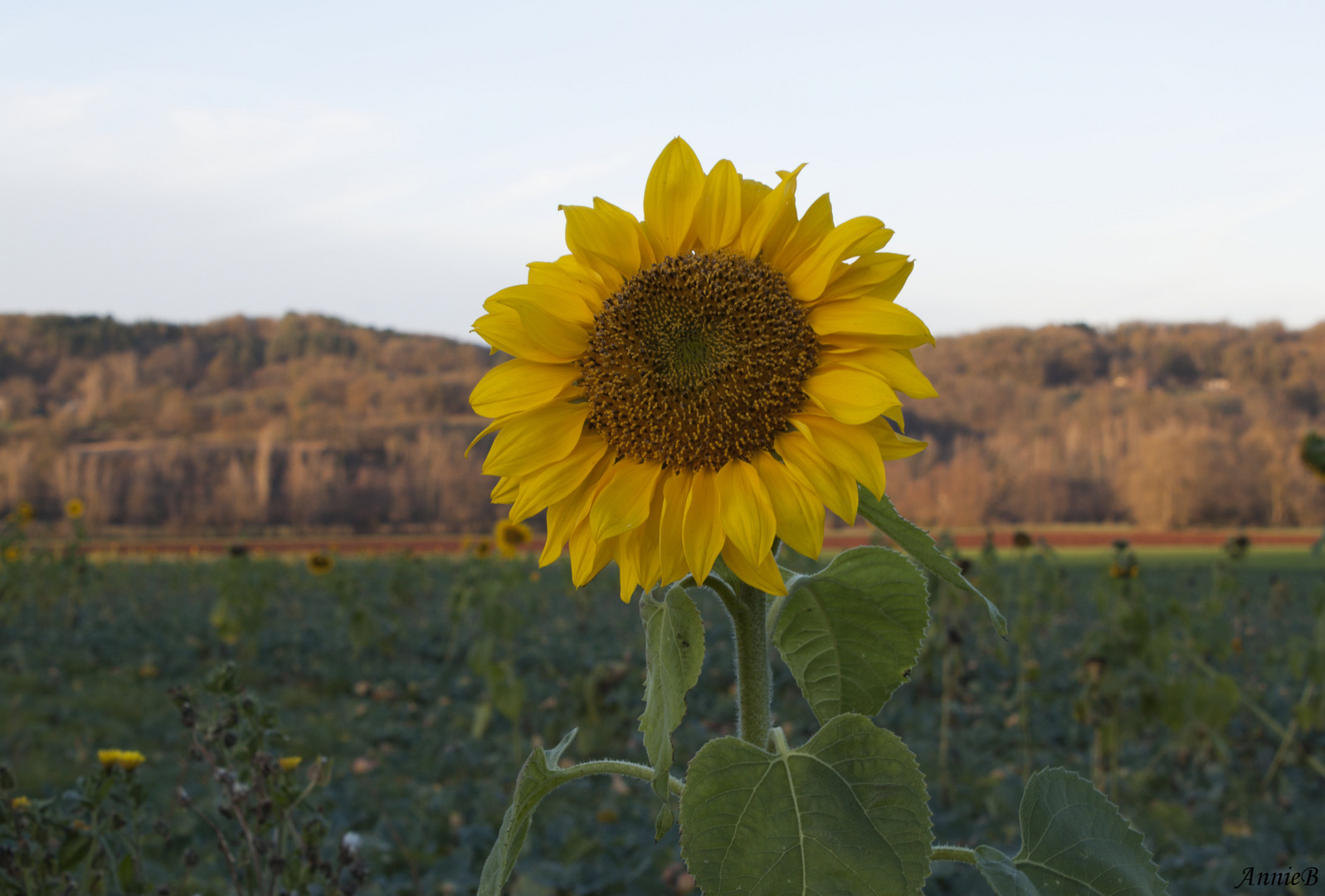 Le tournesol, fleur de Noël 2014 - Capelle dans le Tarn