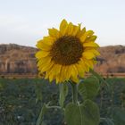 Le tournesol, fleur de Noël 2014 - Capelle dans le Tarn