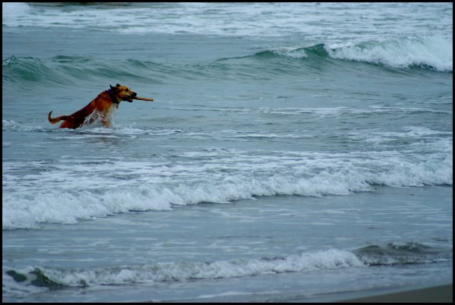 Le toutou de la plage .