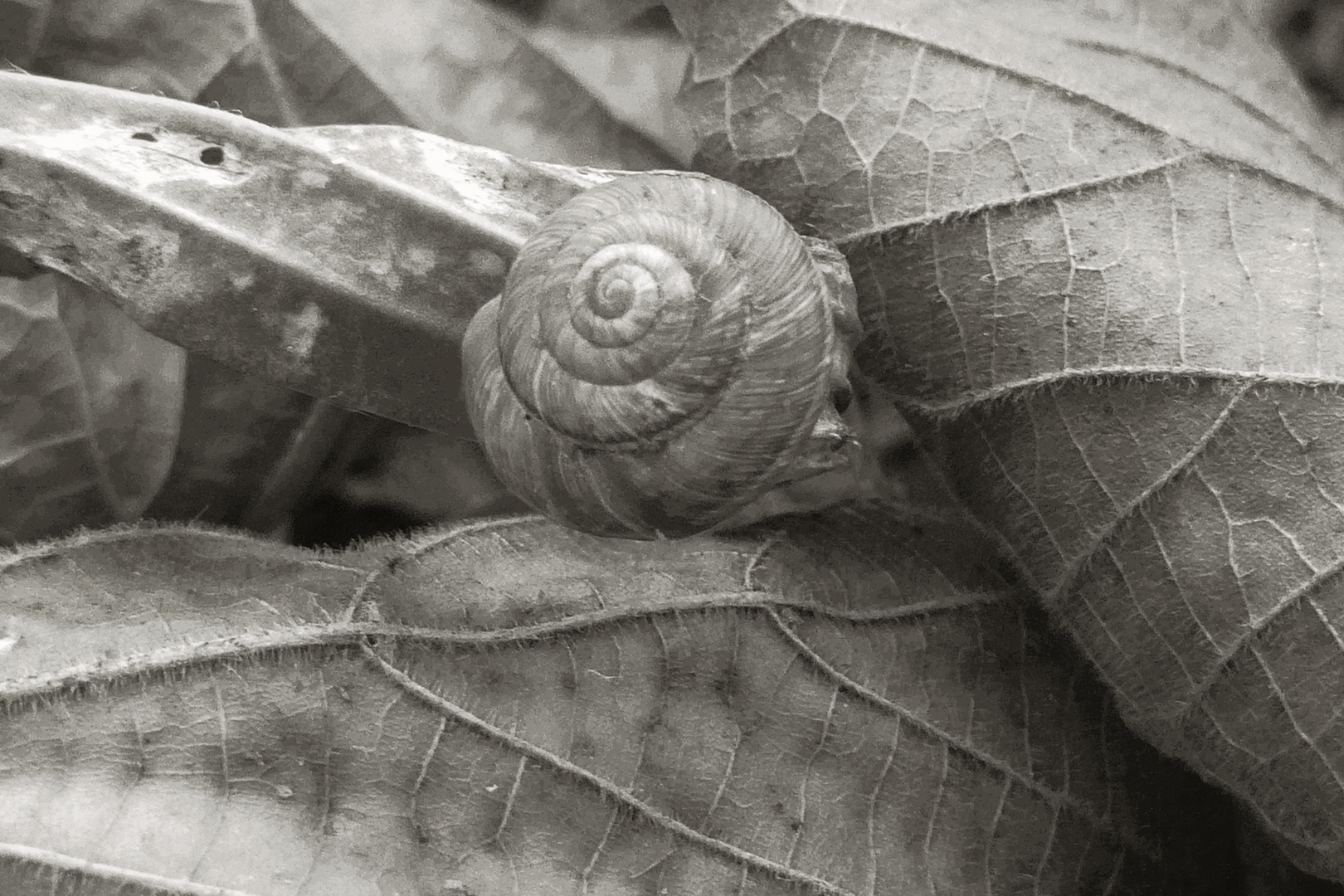 Le trame della natura ....