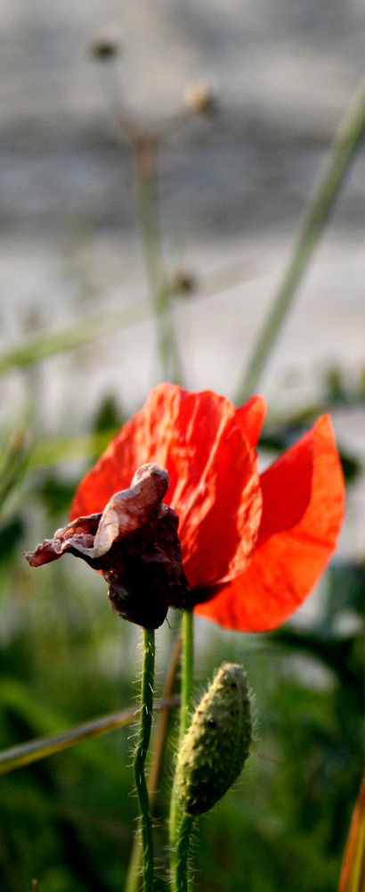 Le tre età