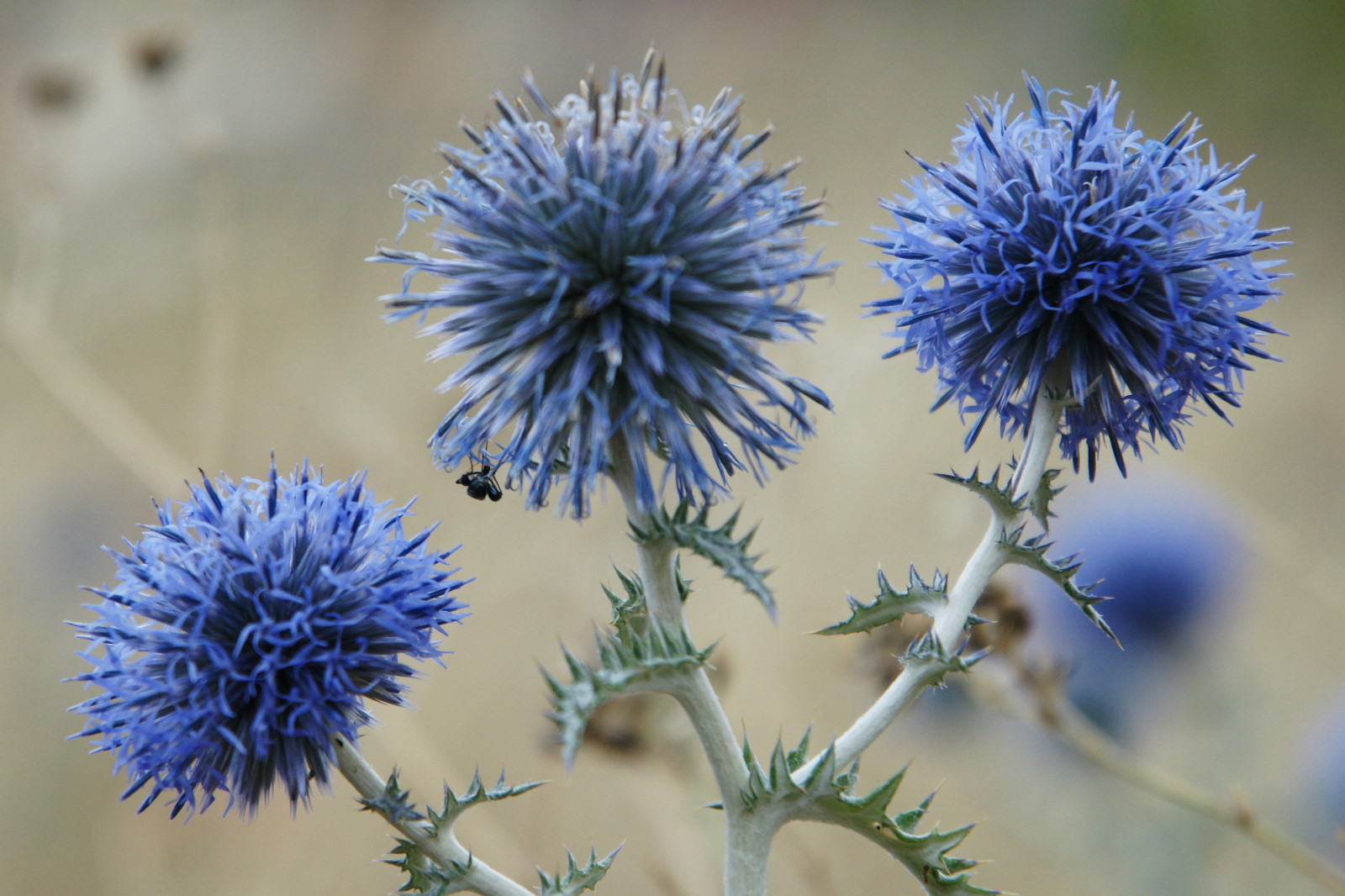 Le trio bleu