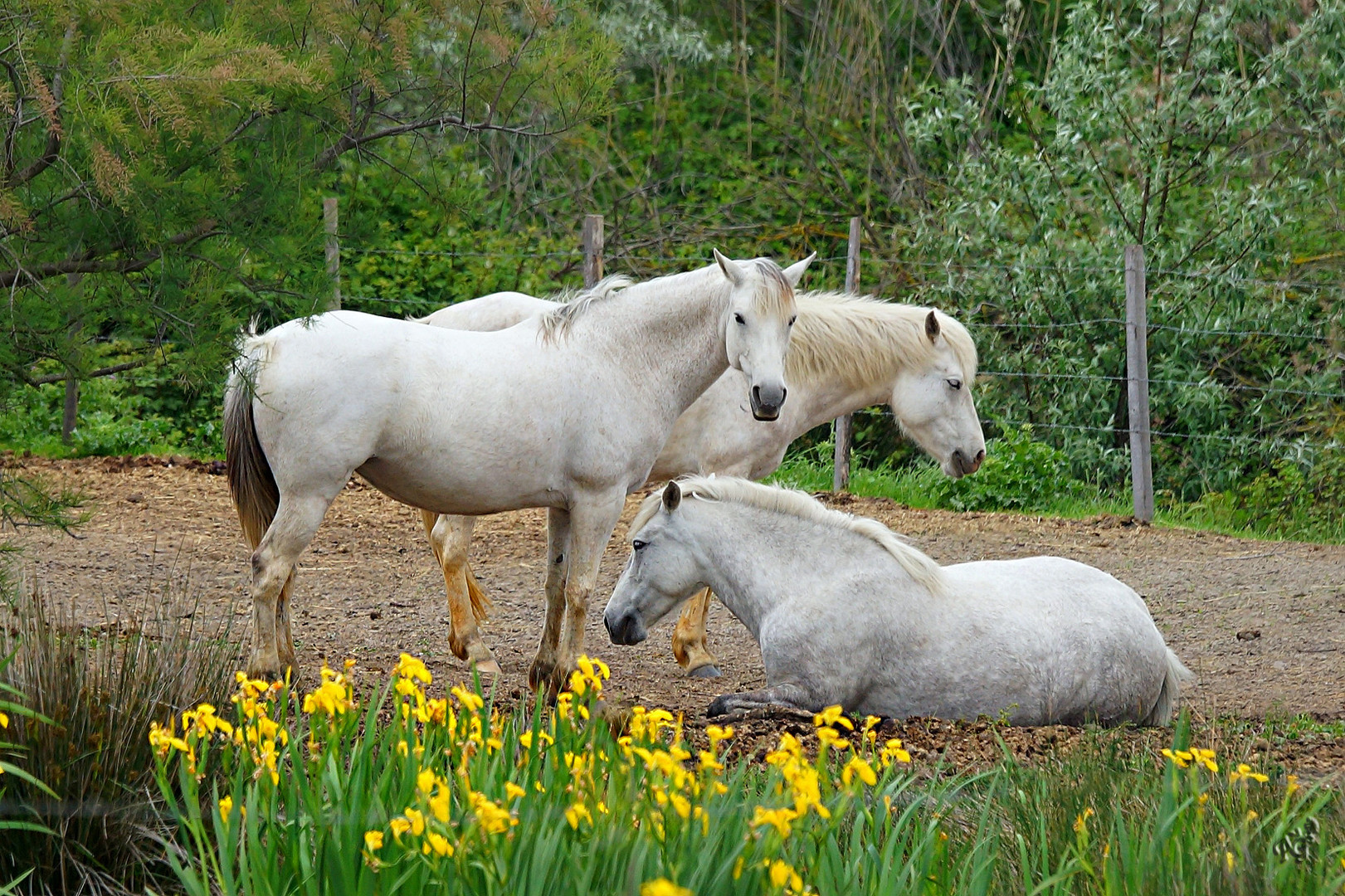 Le trio camarguais