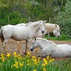 Le trio camarguais